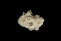 藏品(角岩螺)的圖片